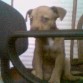 mi cachorra 